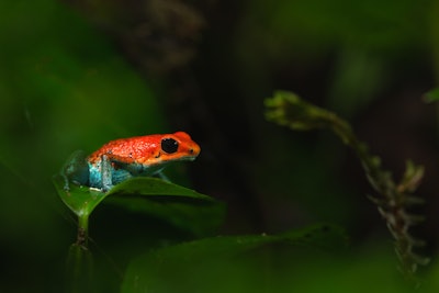 Jungle Night Walk at Botánika Osa Peninsula