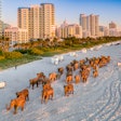 'The Great Elephant Migration' on Miami Beach