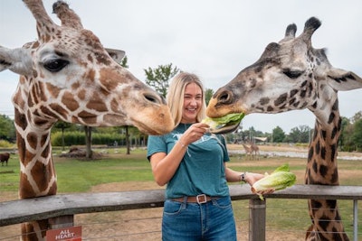 Giraffe feeding at the Toledo Zoo